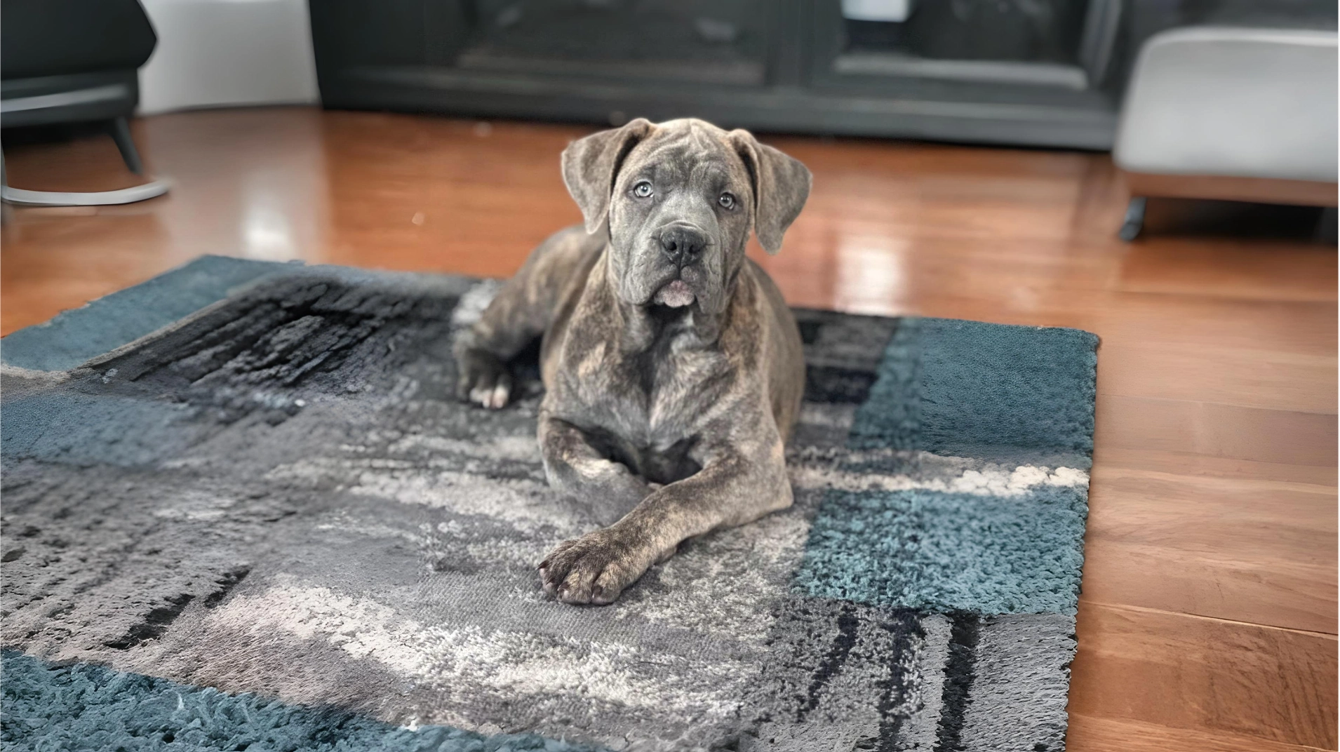 The Majestic Mastiff A Comprehensive Guide to the Breed