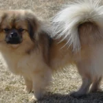 Tibetan Spaniel Dog Breed History, Care and Characteristics
