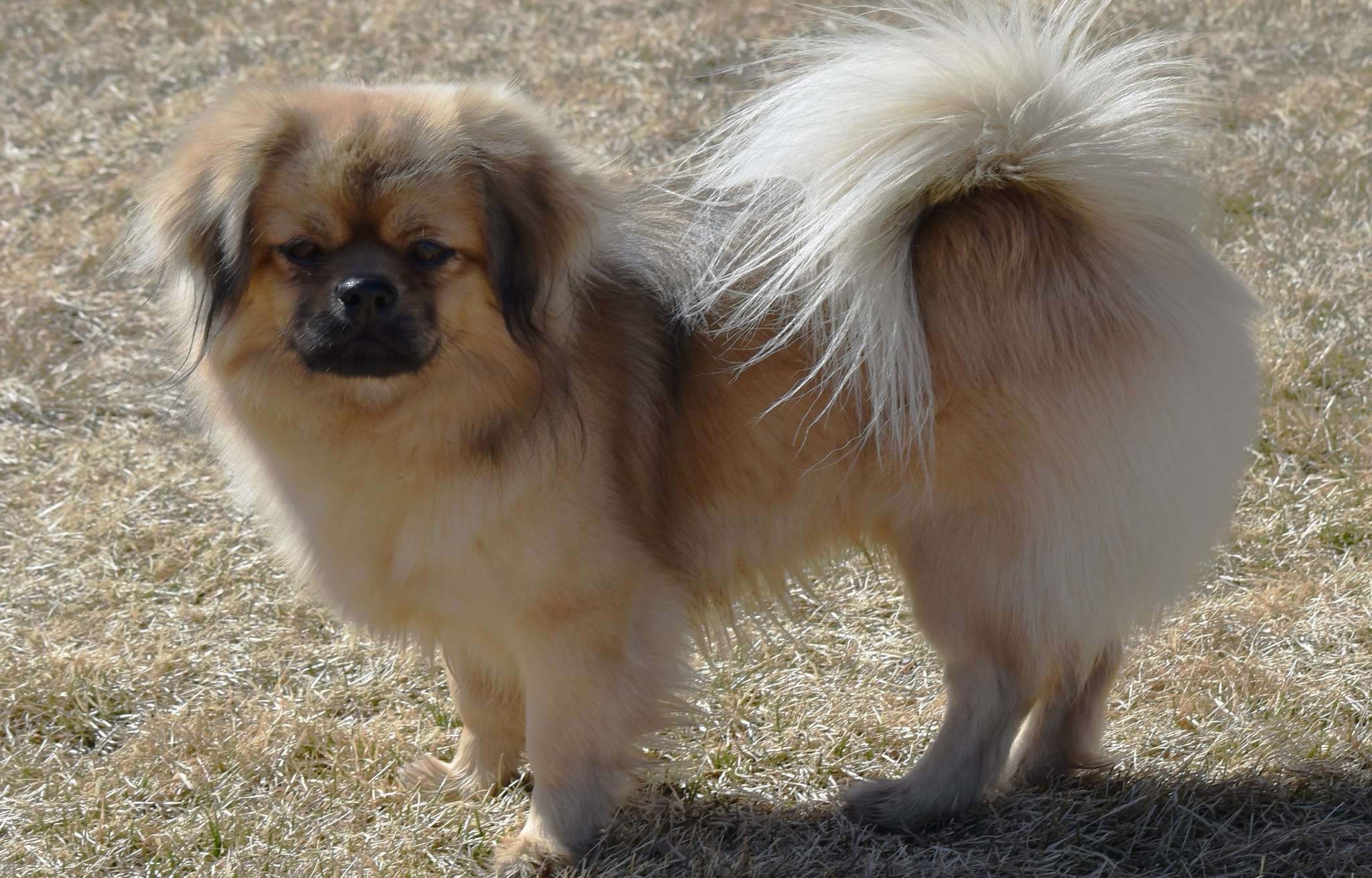 Tibetan Spaniel Dog Breed History, Care and Characteristics