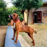 Tosa Dog Breed History, Characteristics and Care Tips