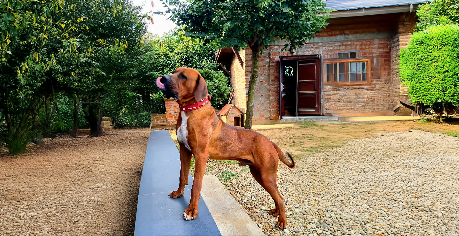 Tosa Dog Breed History, Characteristics and Care Tips