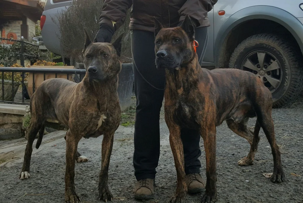 Villano de Las Encartaciones Dog History and Temperament