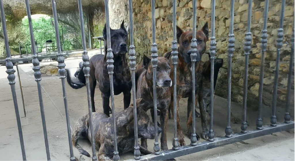 Villano de Las Encartaciones Dog History and Temperament