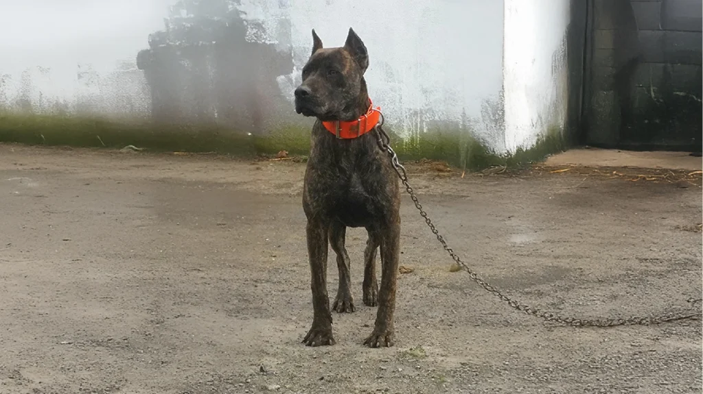 Villano de Las Encartaciones Dog History and Temperament