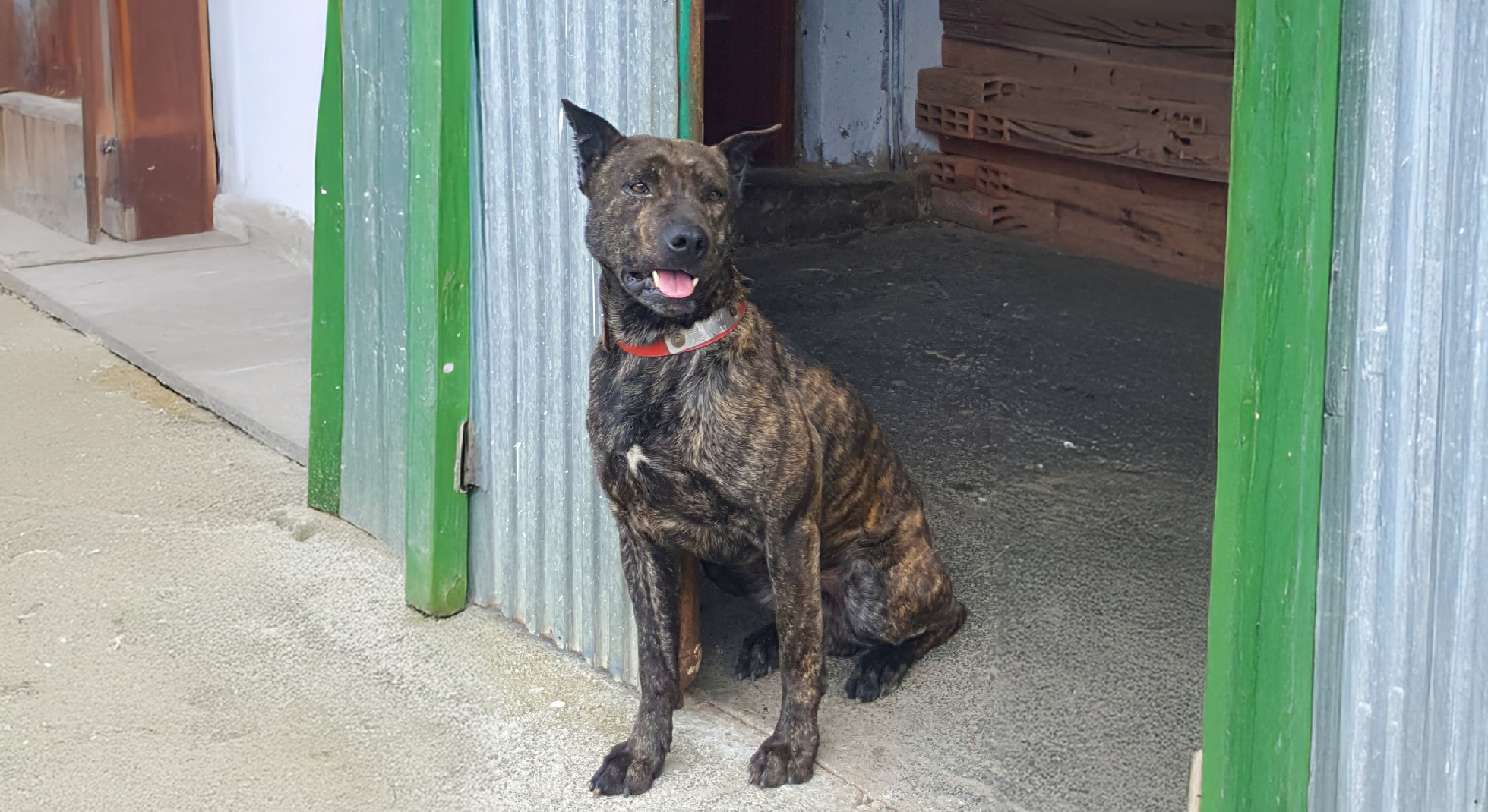 Villano de Las Encartaciones Dog History and Temperament