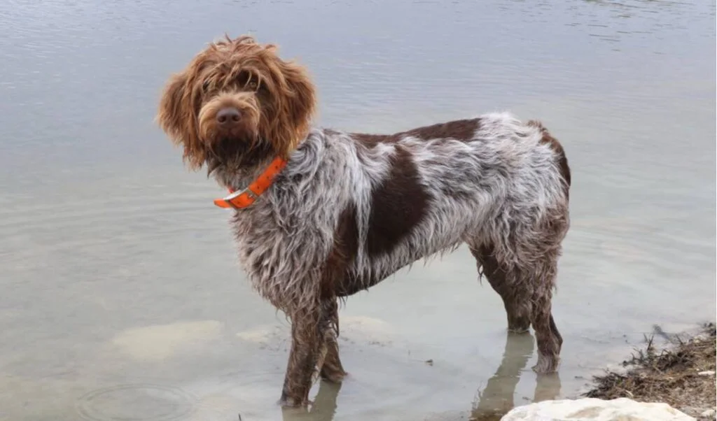 wirehaired pointing griffon 1