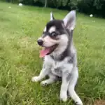 Alaskan Klee Kai: The Miniature Husky with a Big Personality