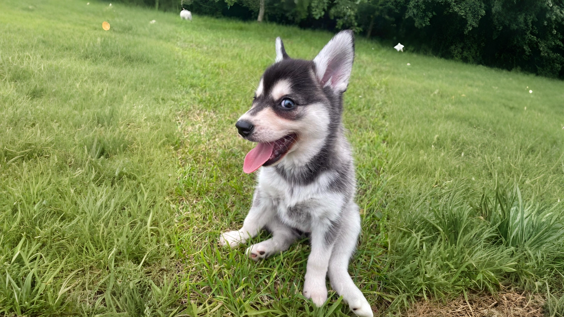 Alaskan Klee Kai: The Miniature Husky with a Big Personality