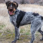 Cesky Fousek Dog Breed: A Loyal, Versatile Hunting Companion