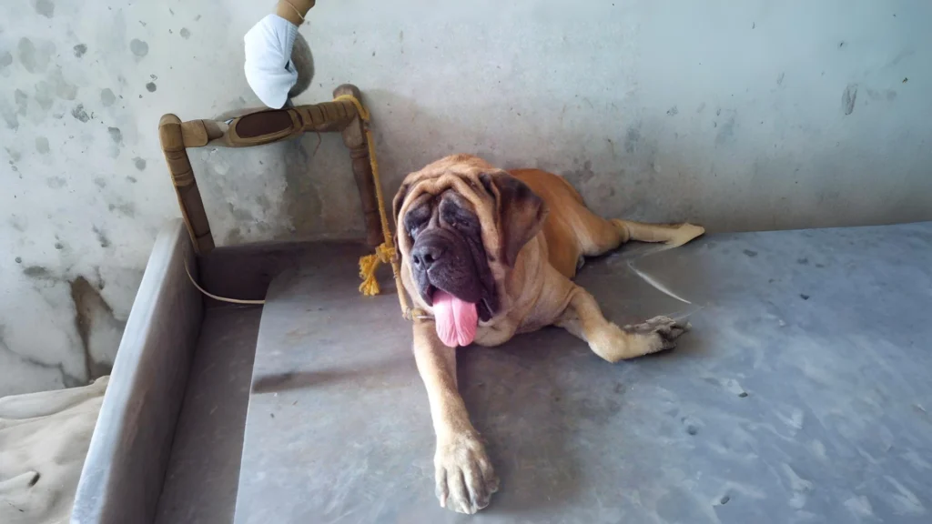 English Mastiff: The Gentle Giant of the Dog World