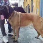 English Mastiff: The Gentle Giant of the Dog World
