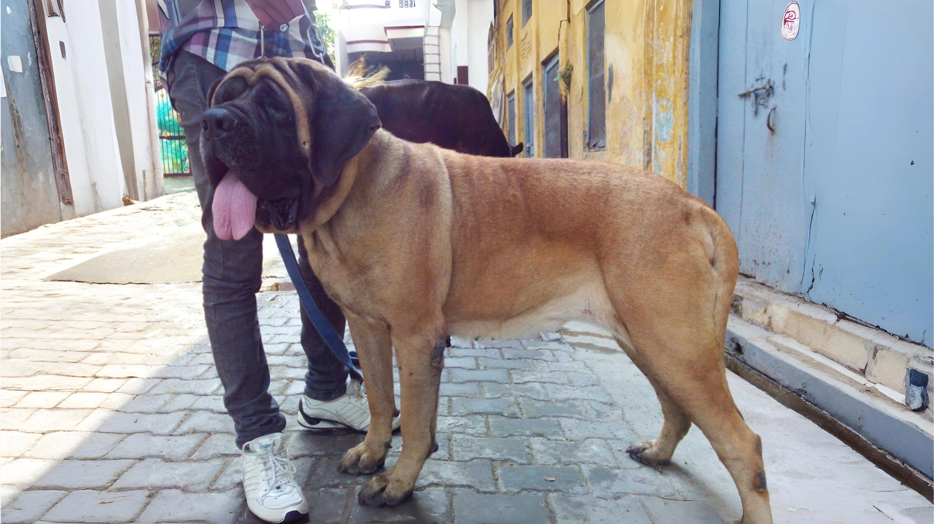 English Mastiff: The Gentle Giant of the Dog World