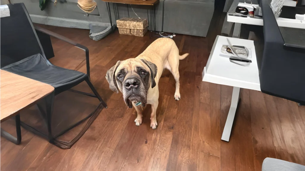 English Mastiff: The Gentle Giant of the Dog World