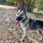 Gerberian Shepsky: The Ultimate German Shepherd & Husky Mix