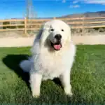 Great Pyrenees Dog Breed: The Majestic Guardian of Mountains