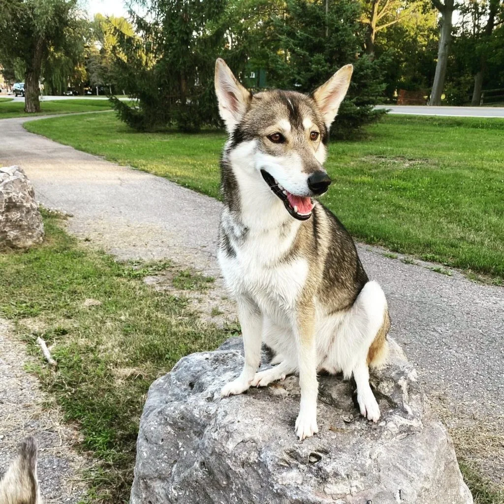 Northern Inuit 