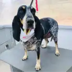 Petit Bleu De Gascogne: The Noble and Skilled Scent Hound