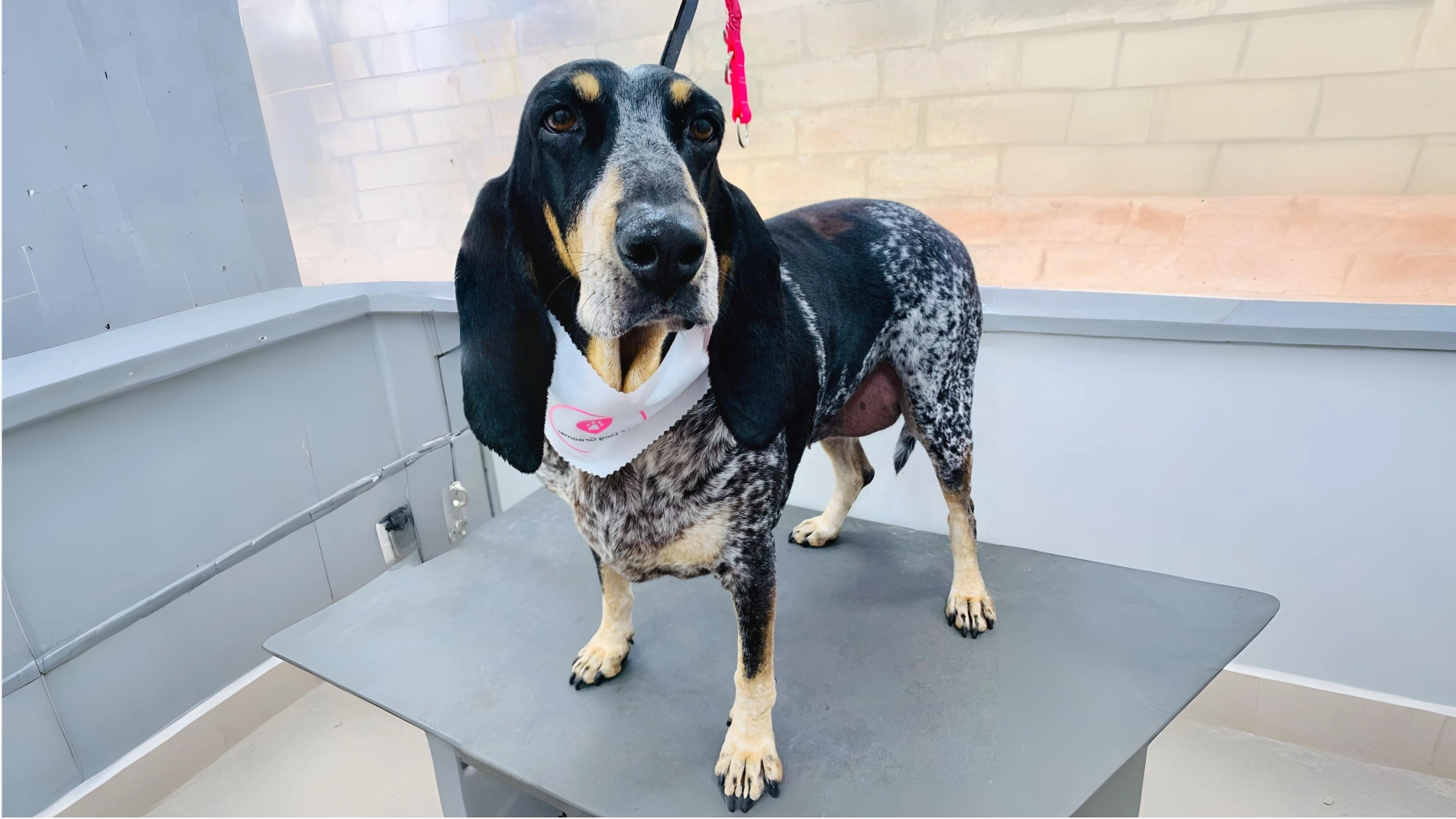 Petit Bleu De Gascogne: The Noble and Skilled Scent Hound