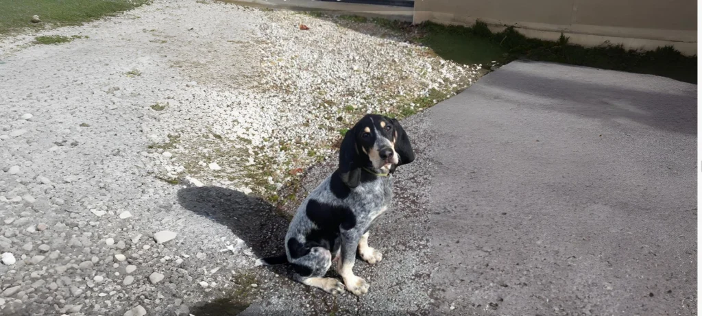Petit Bleu De Gascogne participating in a scent tracking sport