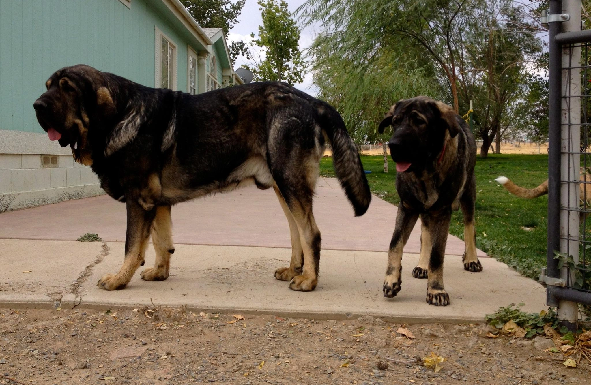 Spanish Mastiff Dog Breeds 1