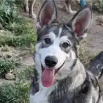Utonagan Dog Breed The Wolf-Like Companion with a Gentle Heart