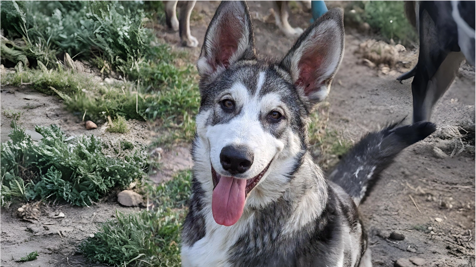 Utonagan Dog Breed The Wolf-Like Companion with a Gentle Heart