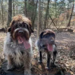 Wirehaired Pointing Griffon: The Ultimate Hunting Family Dog