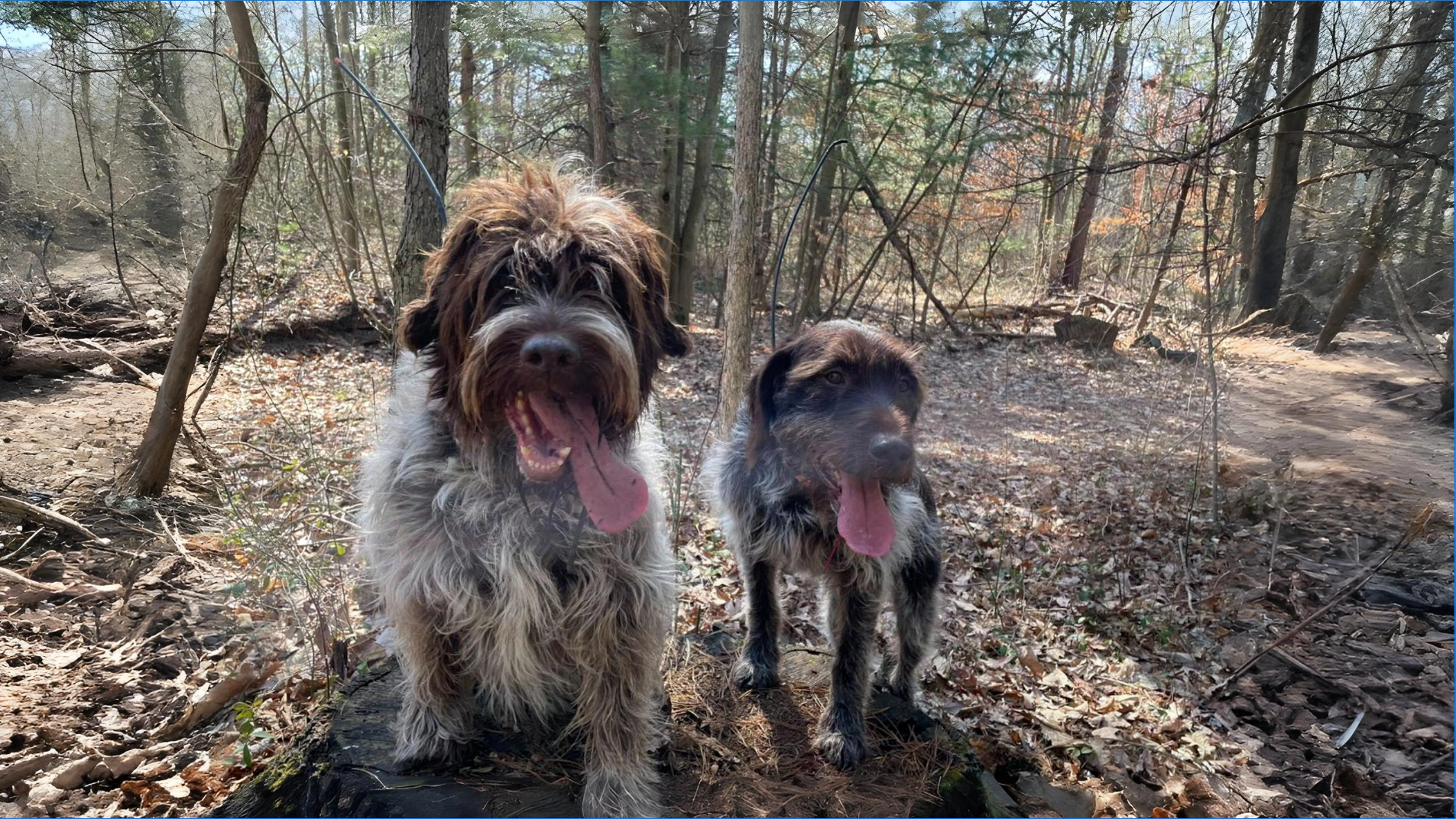 Wirehaired Pointing Griffon: The Ultimate Hunting Family Dog