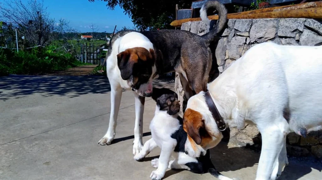 Cão de Gado Transmontano: Majestic Livestock Guardian Dog