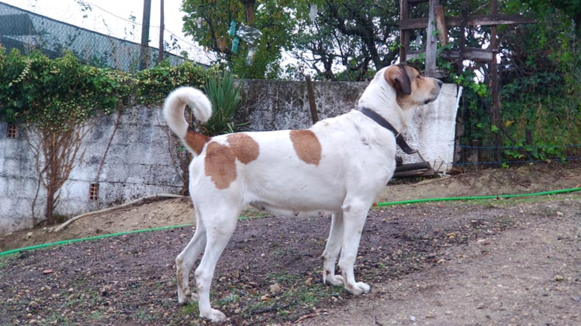 Cão de Gado Transmontano: Majestic Livestock Guardian Dog