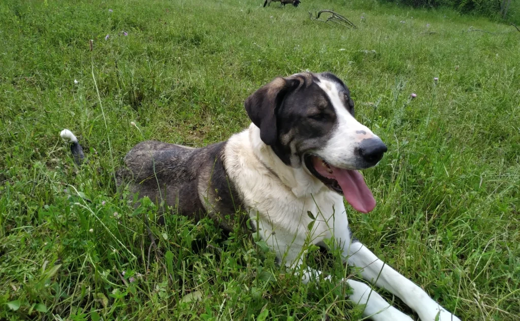 Cão de Gado Transmontano: Majestic Livestock Guardian Dog